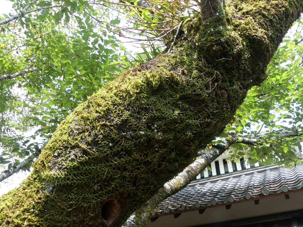 ムカデラン