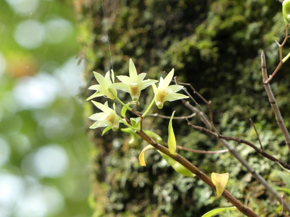 キバナノセッコク