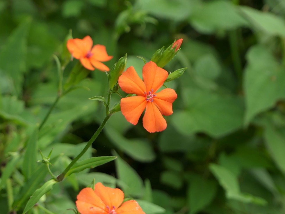 フシグロセンノウ