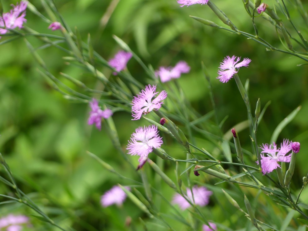 カワラナデシコ