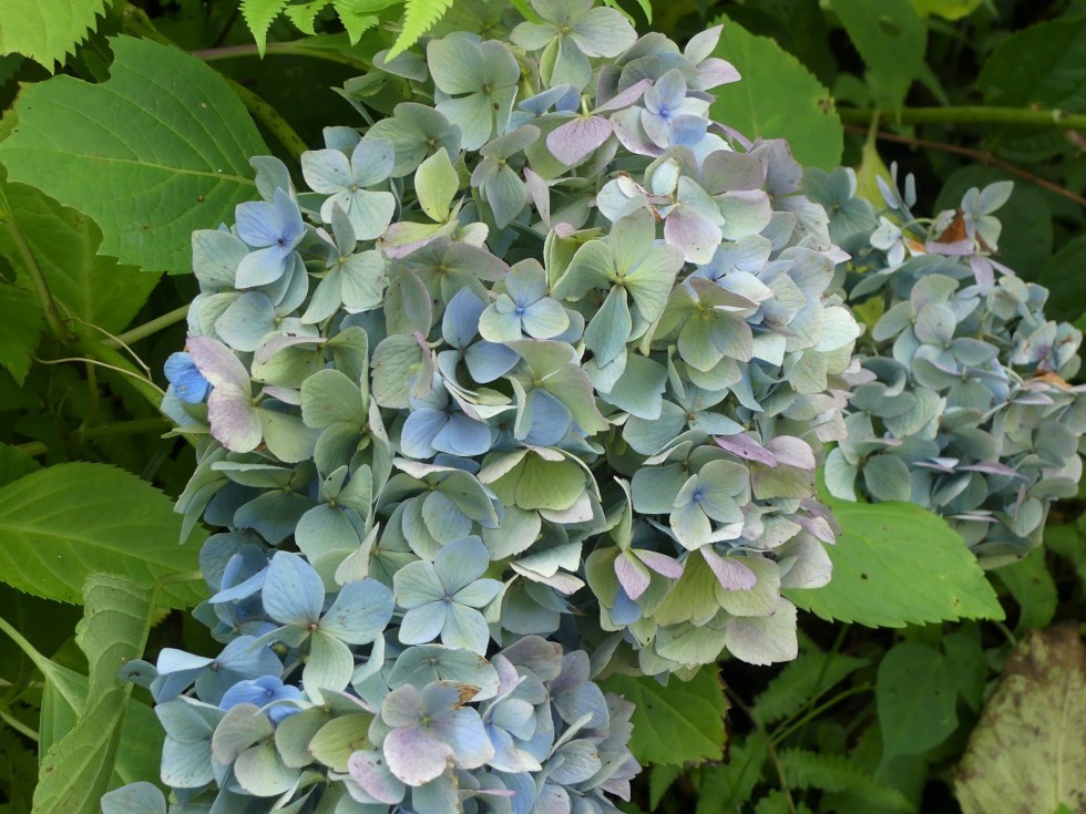 セイヨウアジサイ