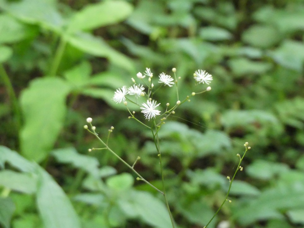 シギンカラマツ
