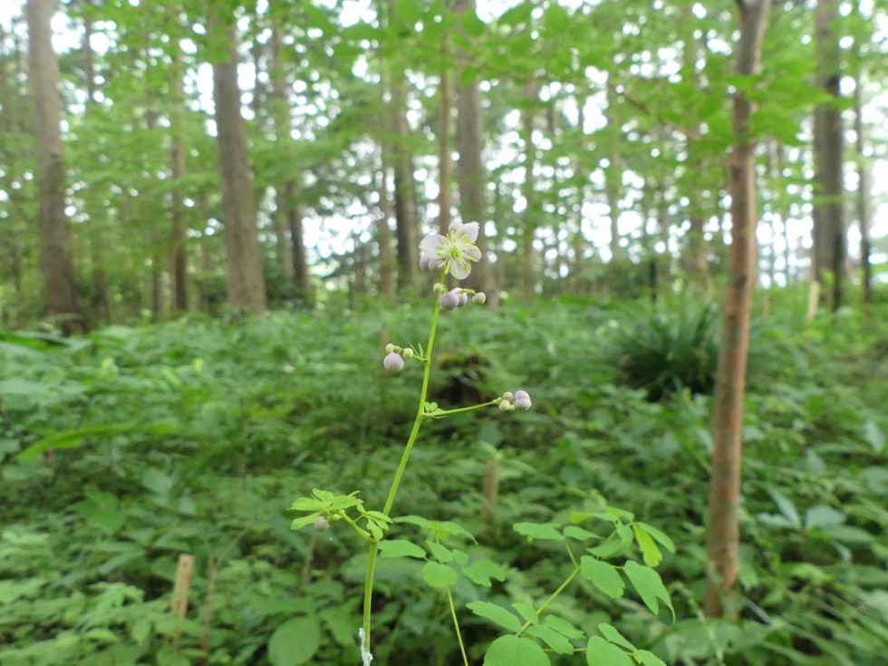 シキンカラマツ