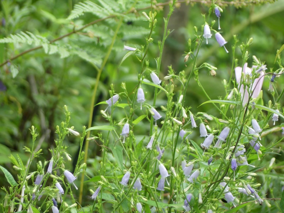 ツリガネニンジン