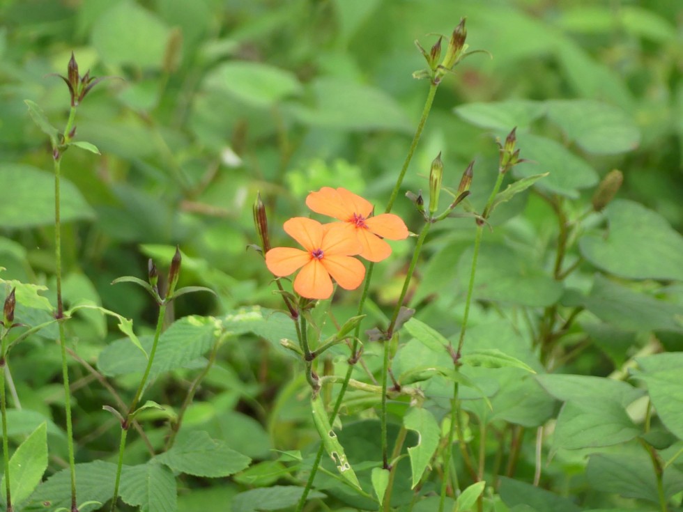 フシグロセンノウ