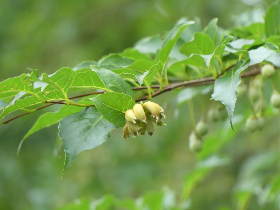 エゴノネコアシ