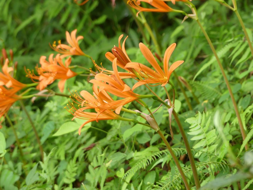 オオキツネノカミソリ