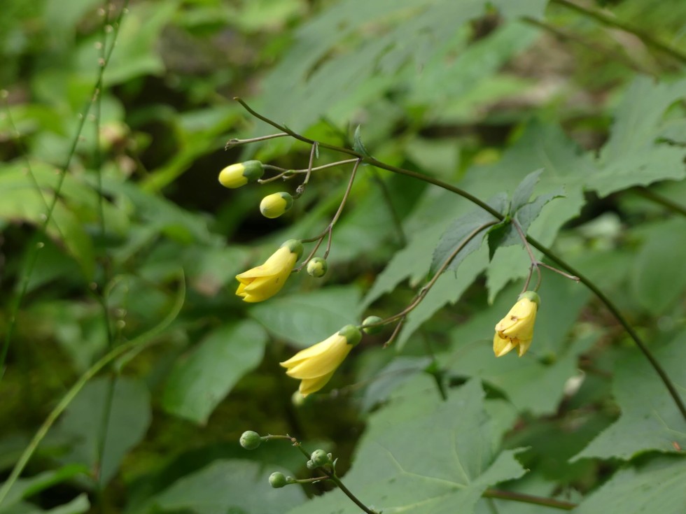 キレンゲショウマ