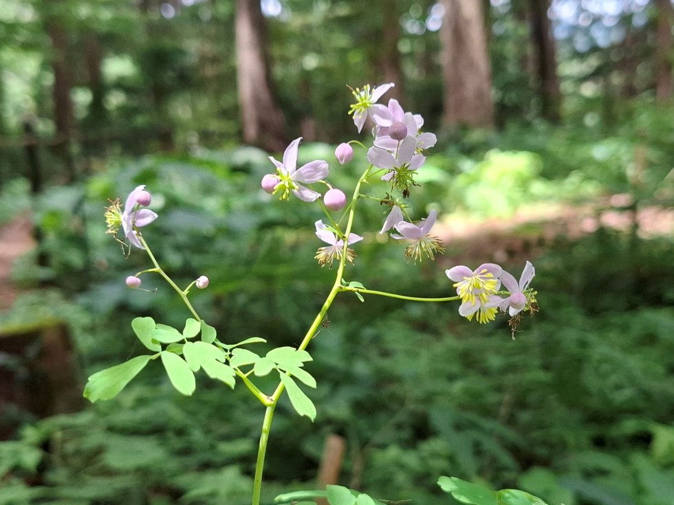 シキンカラマツ