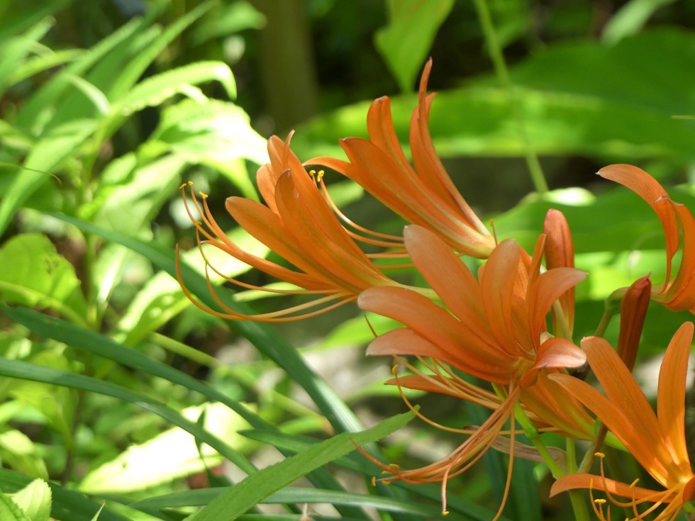 オオキツネノカミソリ