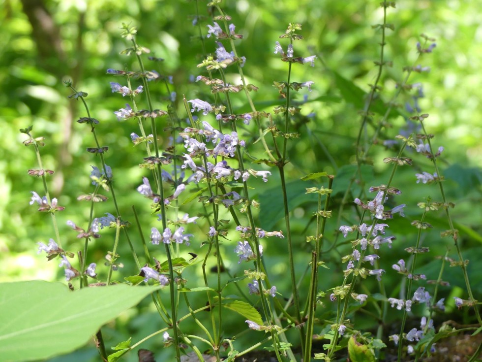 アキノタムラソウ