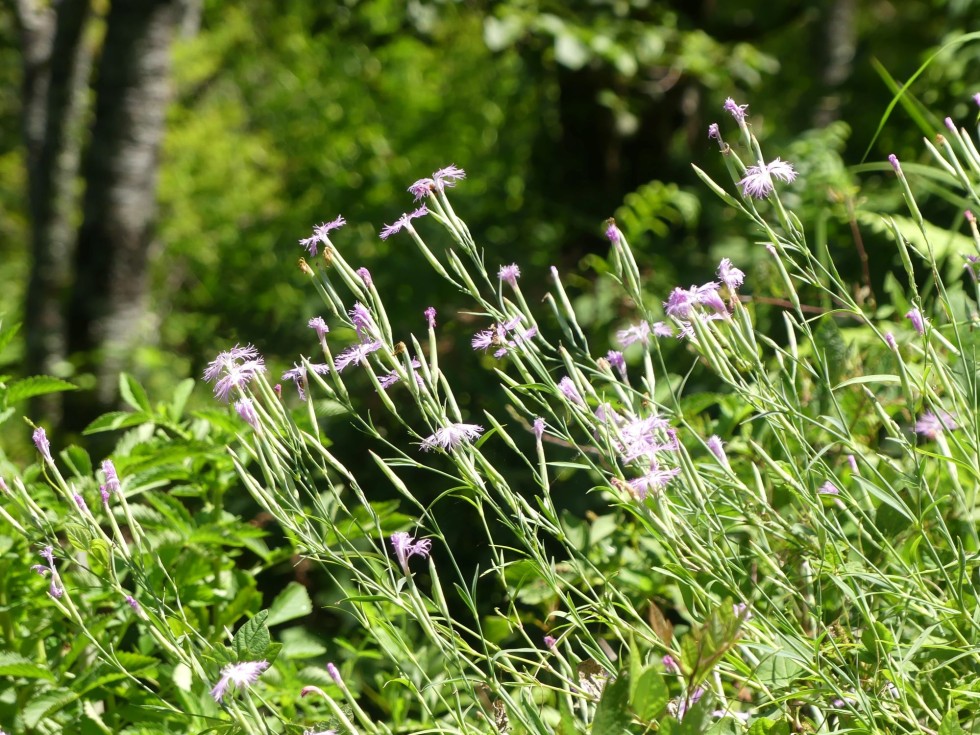カワラナデシコ