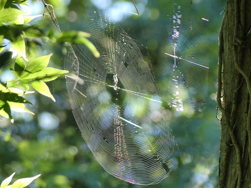 クモの巣