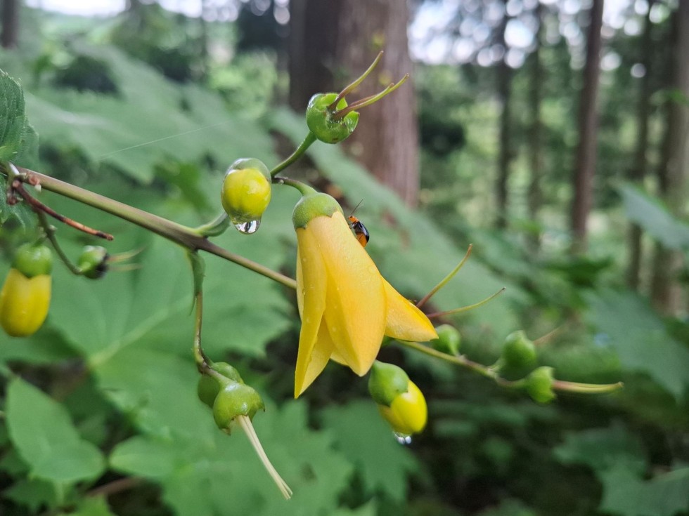 キレンゲショウマ