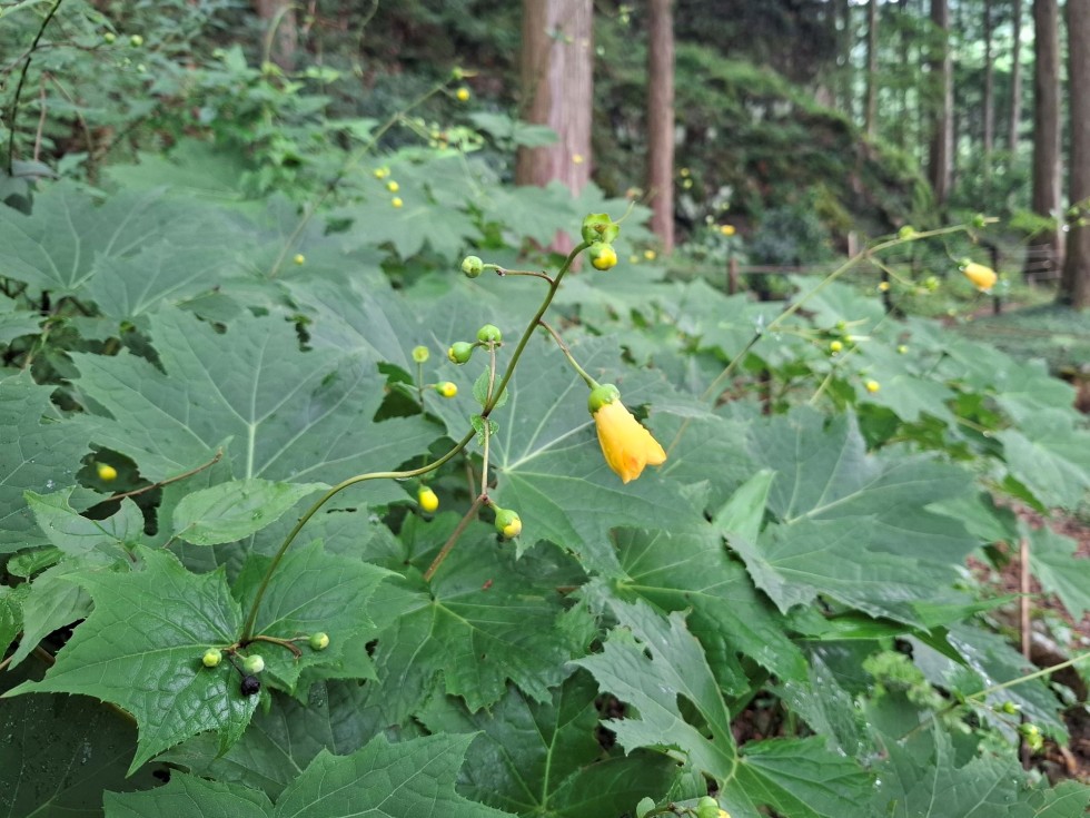 キレンゲショウマ