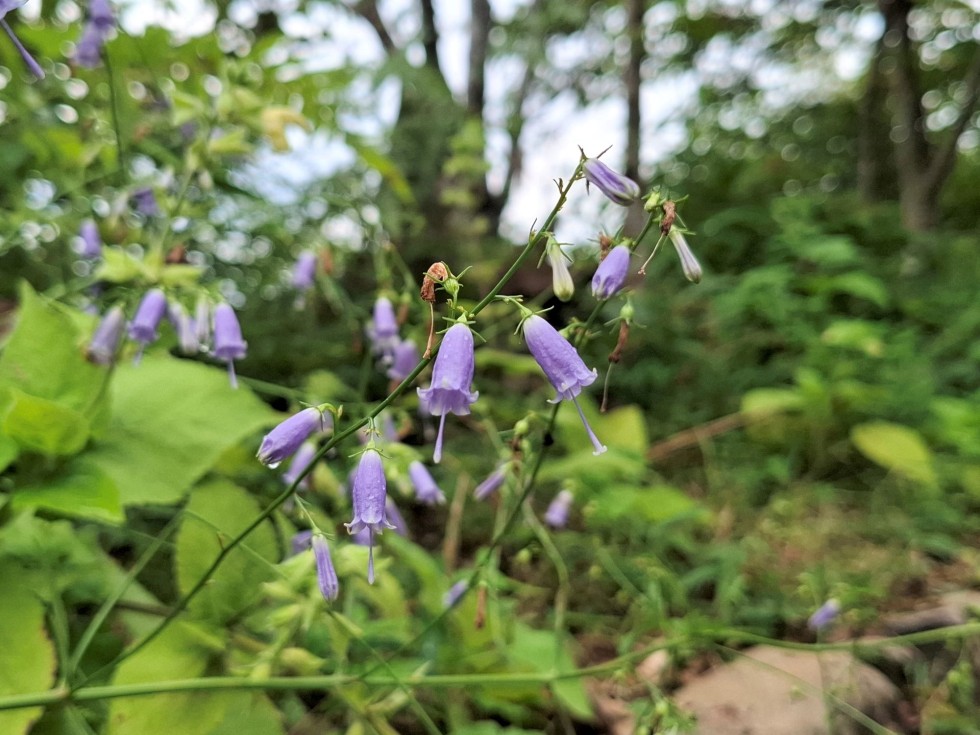 ツリガネニンジン