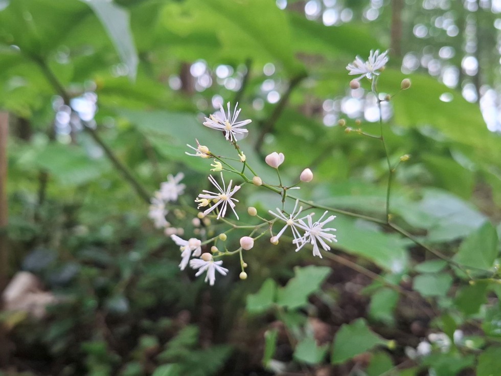 シギンカラマツ