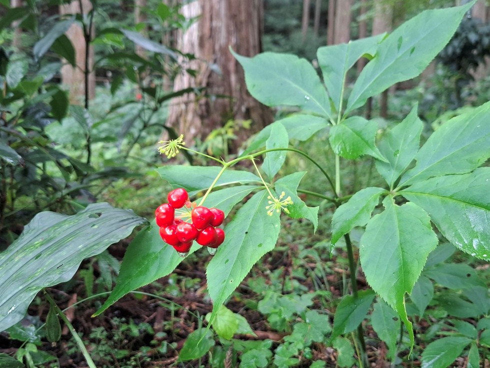 トチバニンジン