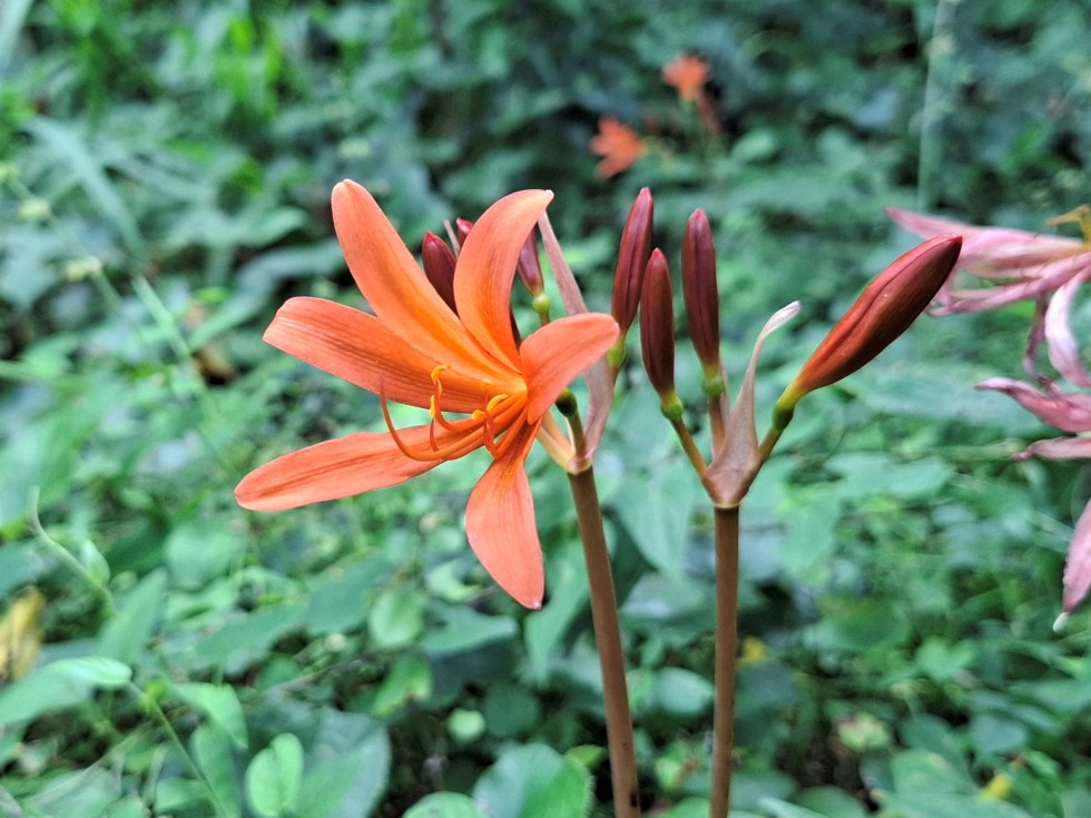 キツネノカミソリ