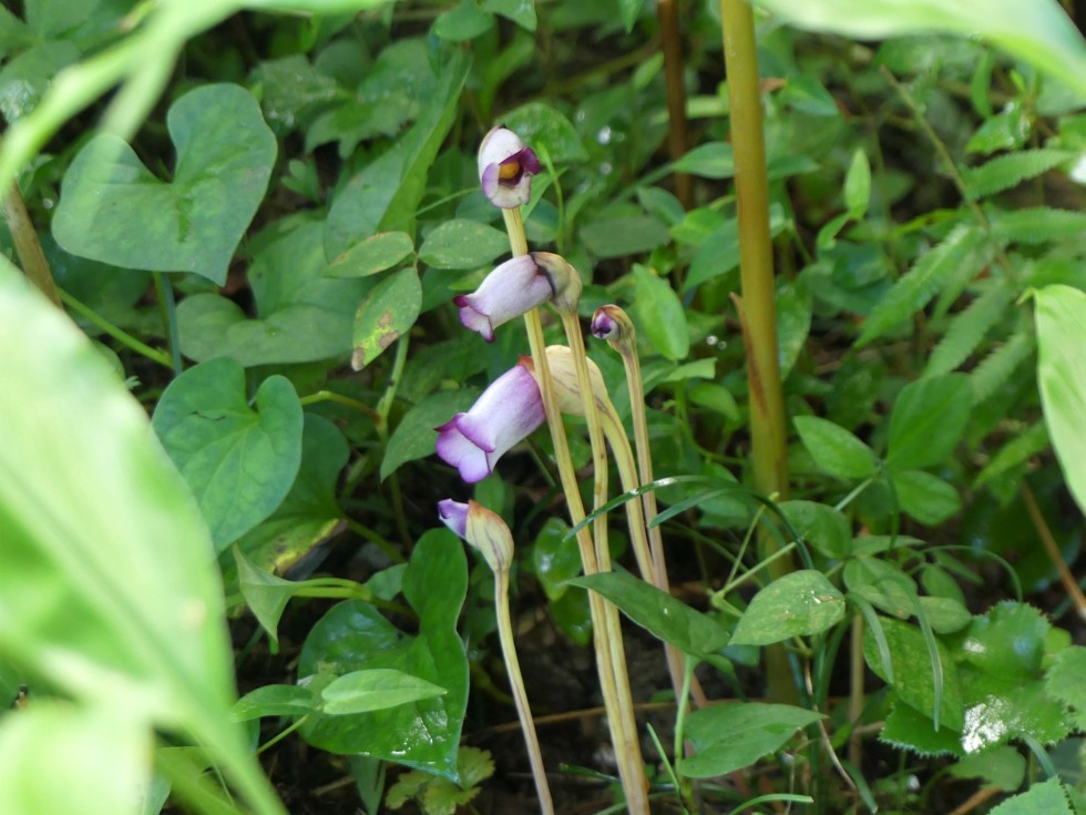 ナンバンギセル