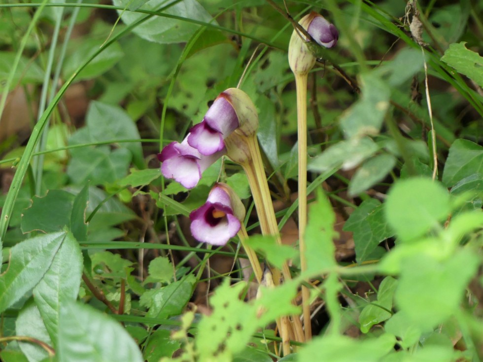 ナンバンギセル