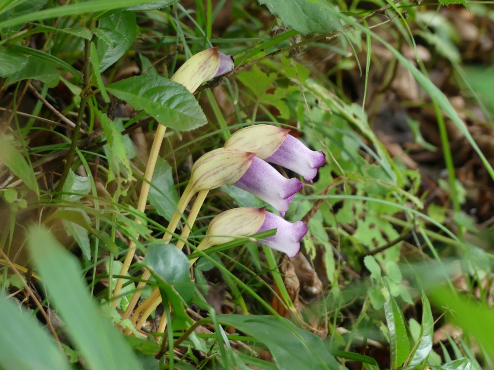 ナンバンギセル