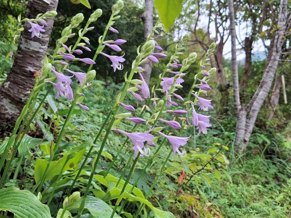 ナンカイギボウシ