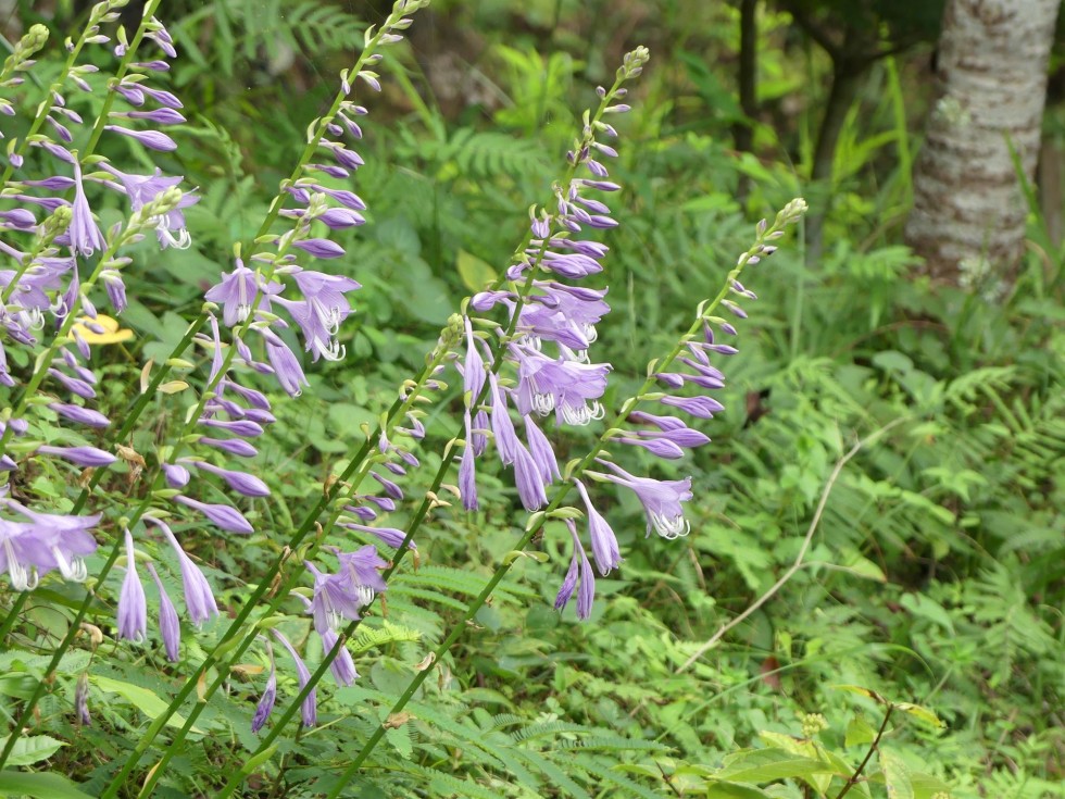 ナンカイギボウシ