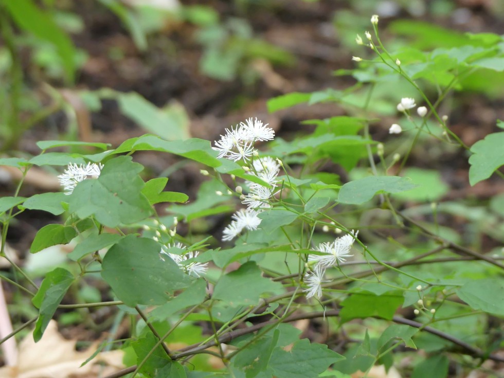 シギンカラマツ
