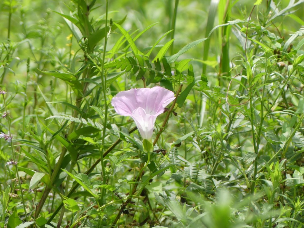 ヒルガオ