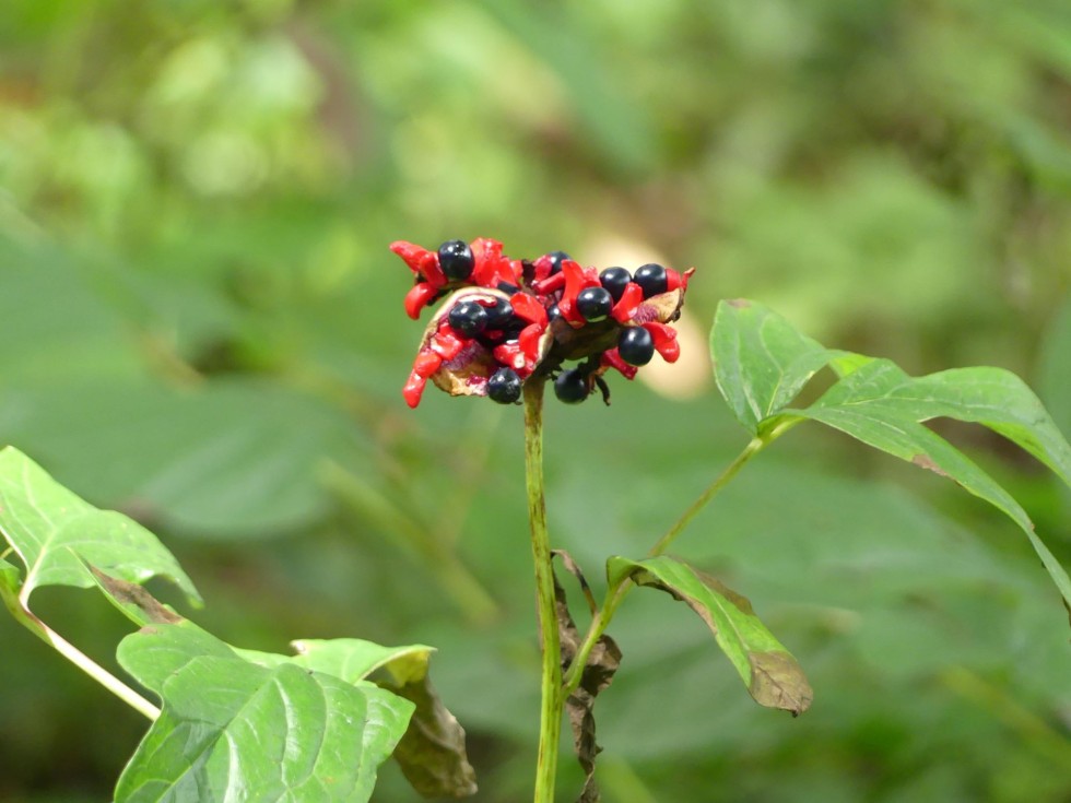 ベニバナヤマシャクヤク