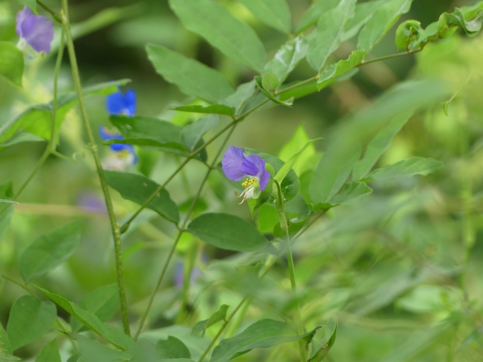 ウスイロツユクサ