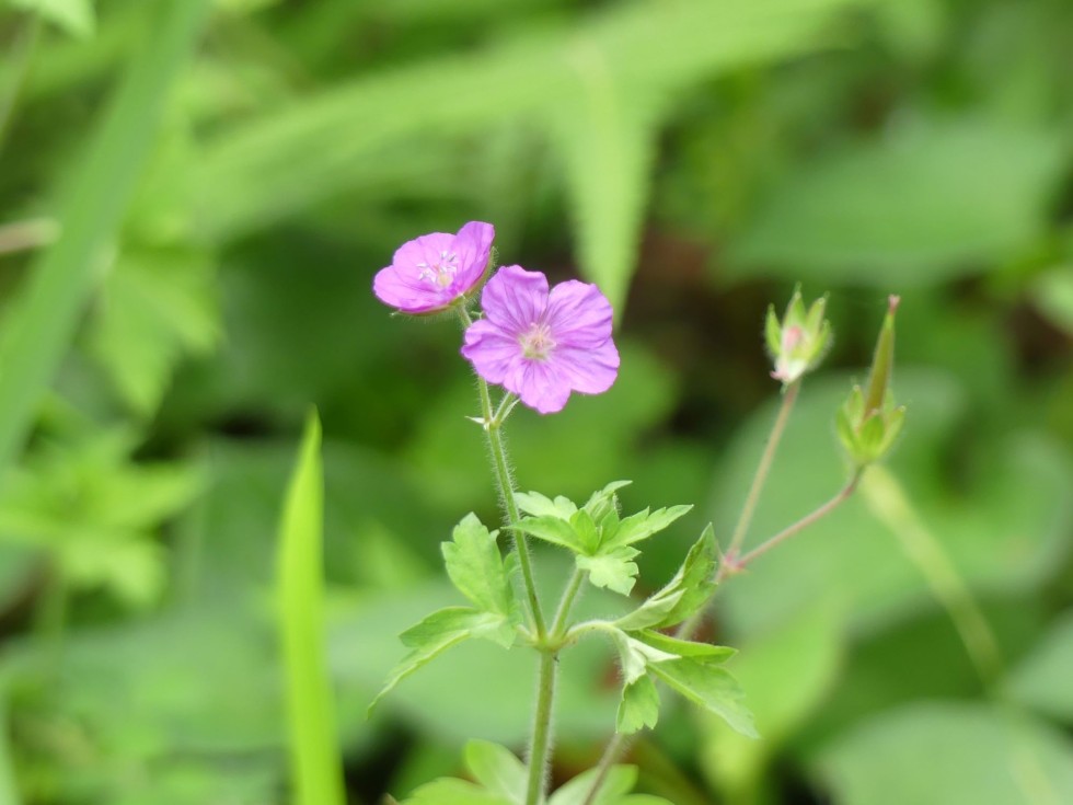 ゲンノショウコ