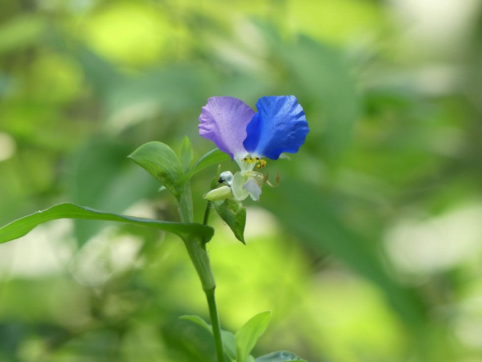 ハーフのツユクサ