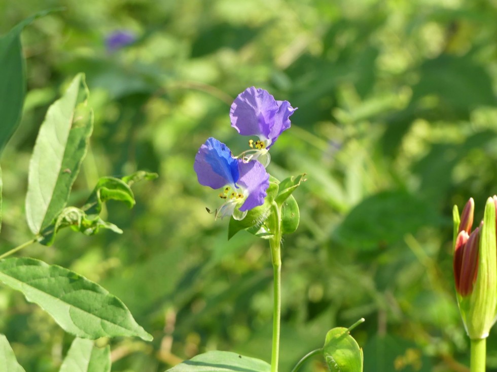 ウスイロツユクサ