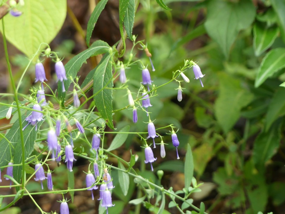ツリガネニンジン