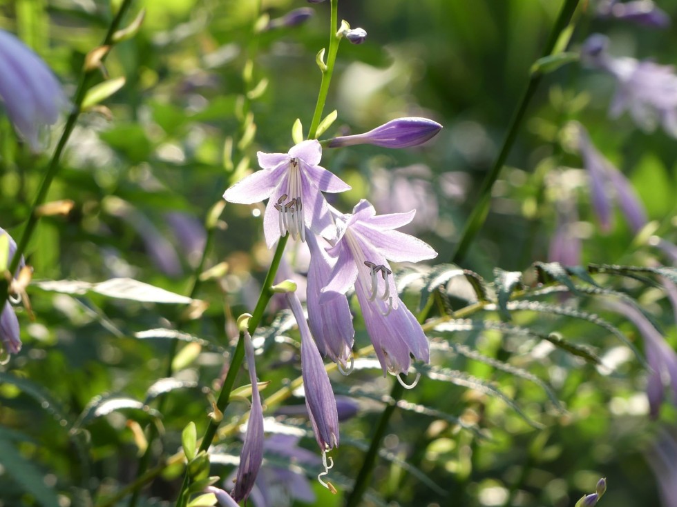 スダレギボウシ