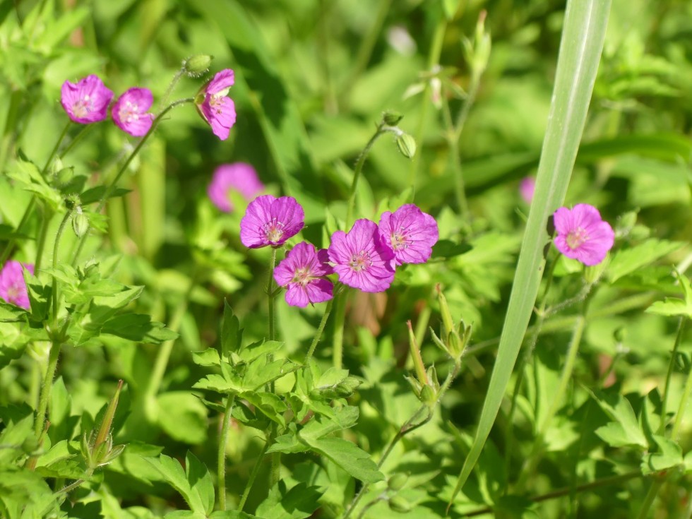 ゲンノショウコ