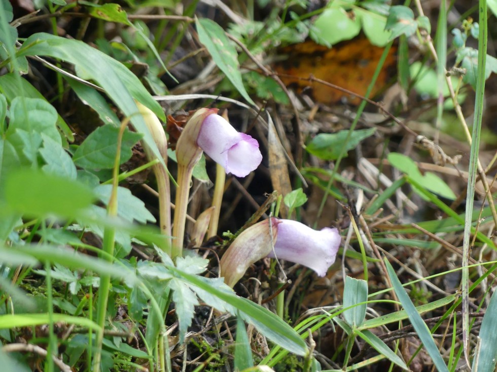 ナンバンギセル