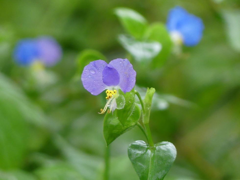 ウスイロツユクサ