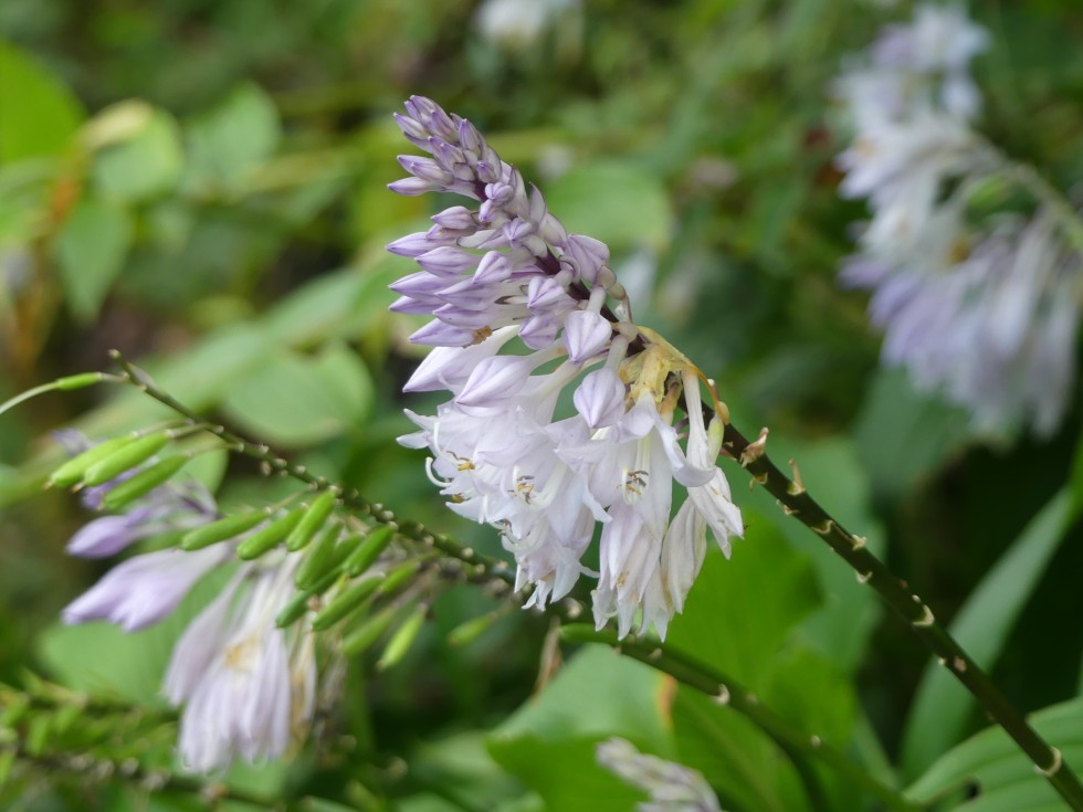 スダレギボウシ