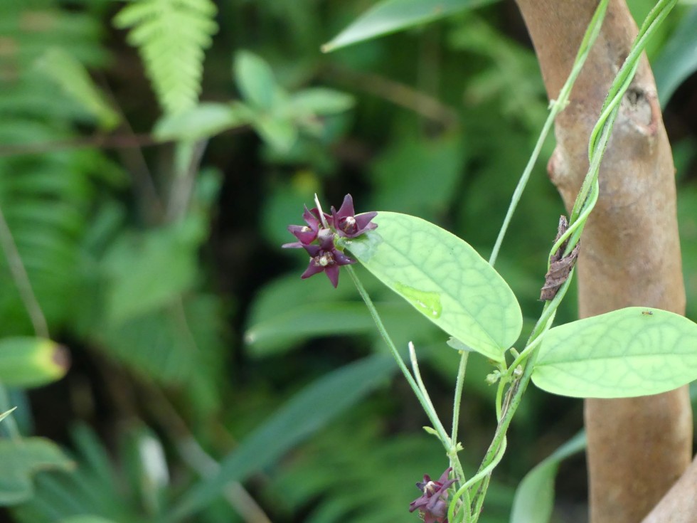 ホウヨカモメヅル