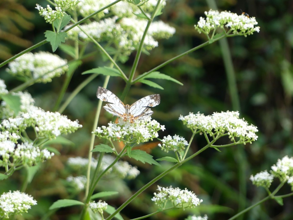 イシガケチョウ