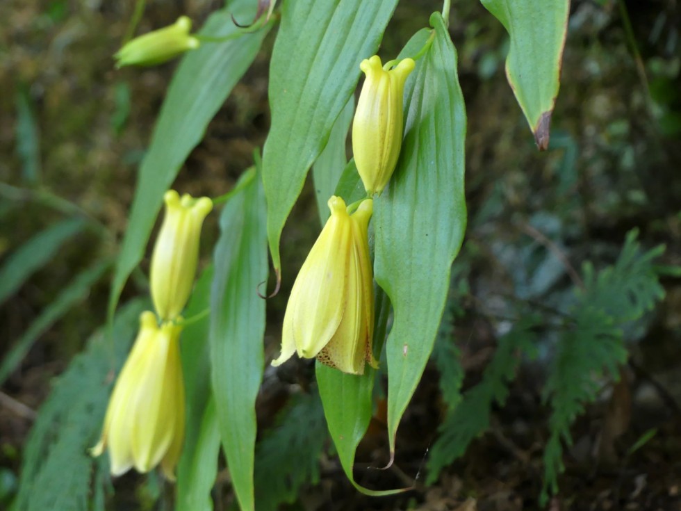 今週の牧野公園の植物たち♪