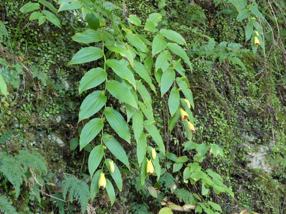 ジョウロウホトトギス