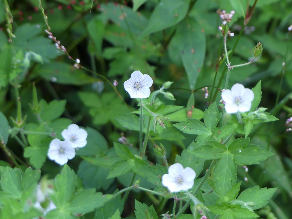 ゲンノショウコ