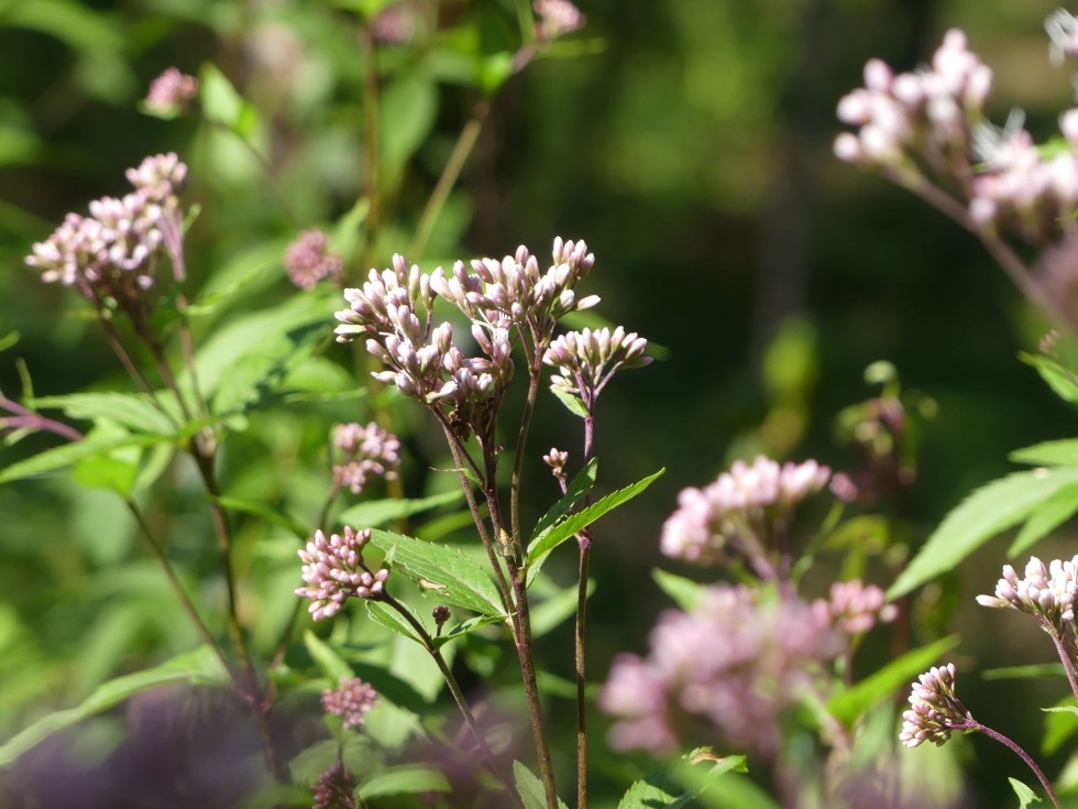 コバノフジバカマ