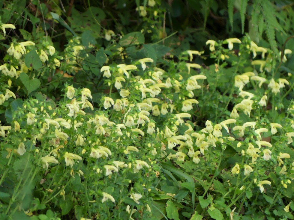 キバナアキギリ