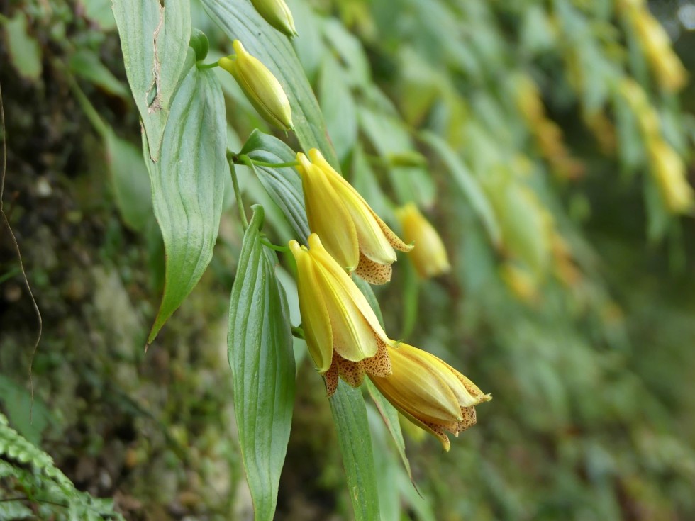 今週の牧野公園の植物たち♪