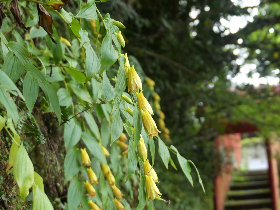 ジョウロウホトトギス